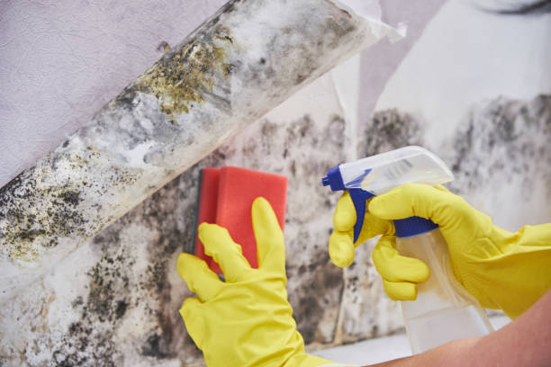 Environmental Consulting for Mold Prevention in China Grove, TX